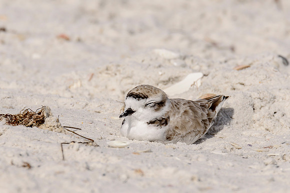Snowy Plover