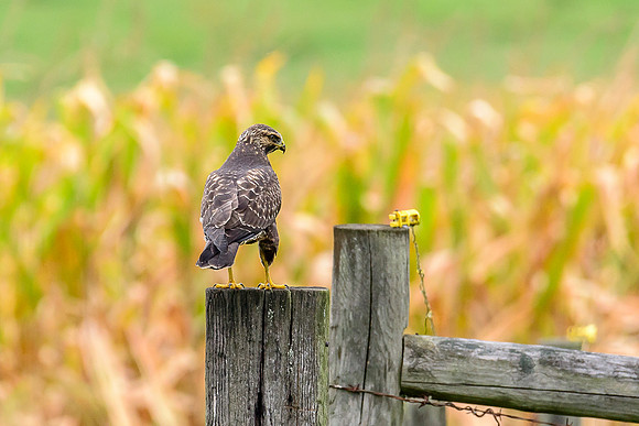 Swainson's Hawk
