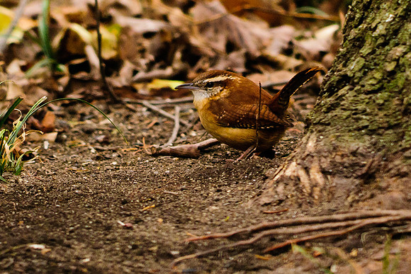Carolina Wren