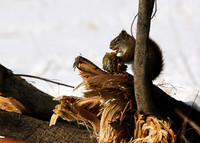 Other Animals