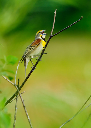 Dickcissel