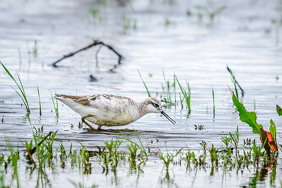 Wilson's Phalarope; Killdeer Plains WA