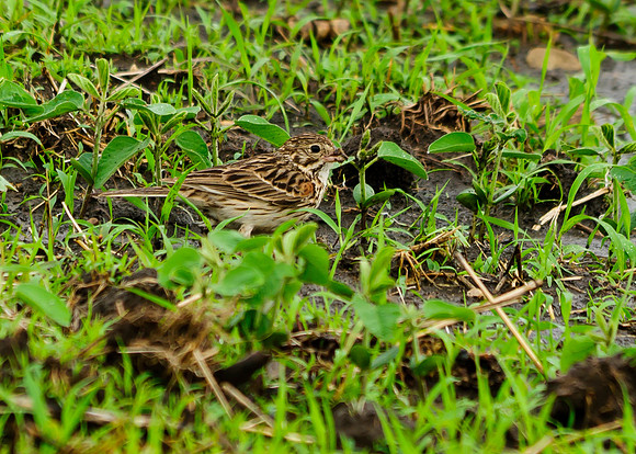 Vesper Sparrow; Shelby County Ohio