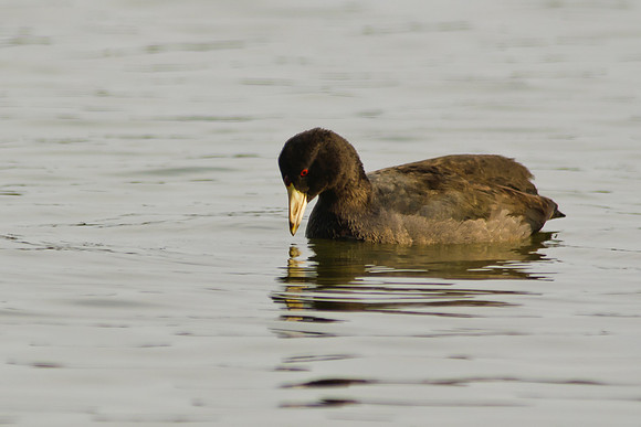 American Coot, Big Island Wildlife Area, Marion Ohio