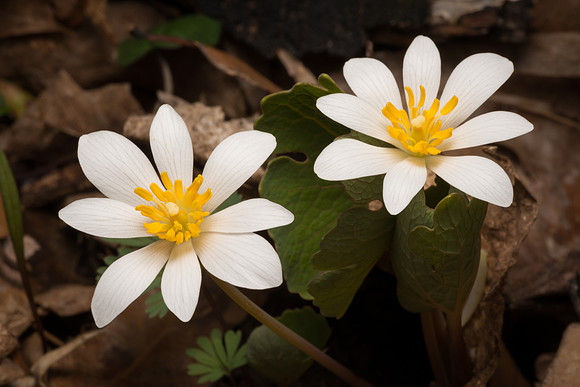 Bloodwort