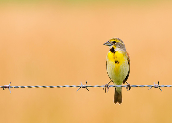 Dickcissel