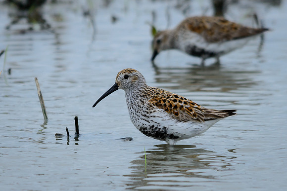 Dunlin