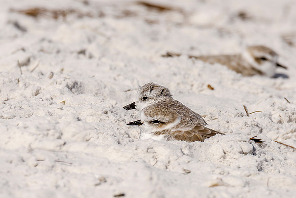 Snowy Plover