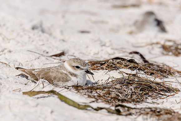 Snowy Plover