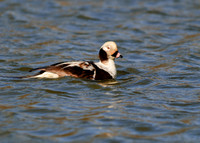 Long-tailed Duck