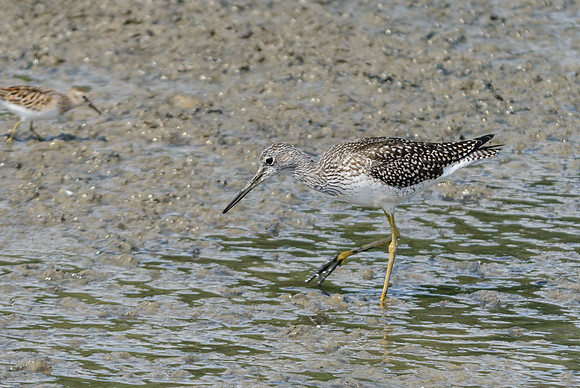 Greater Yellowlegs