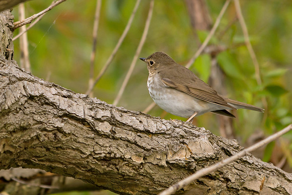 Swainson's Thrush; Magee Marsh, Lake Erie, Ohio