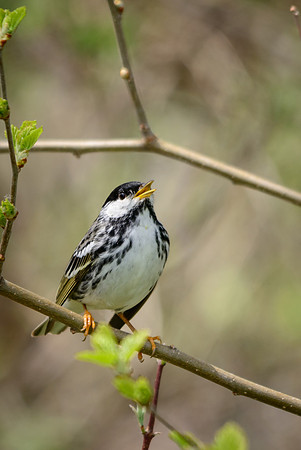 Blackpole Warbler