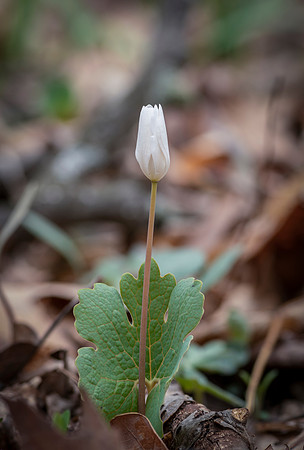 Bloodroot
