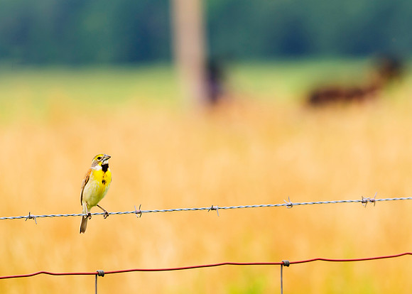 Dickcissel