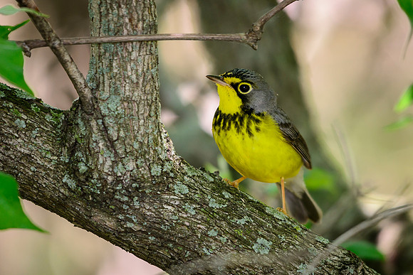 Canada Warbler; Magee Marsh, Lake Erie Ohio