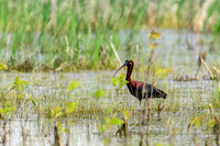 Glossy Ibis