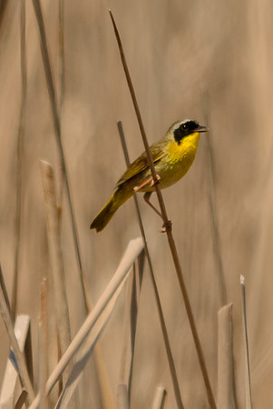 Common Yellowthroat