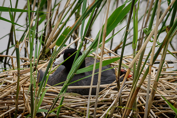 American Coot w/ Chick