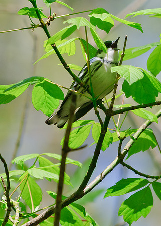 Cerulean Warbler;Lawrence Woods, Kenton OH