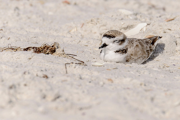 Snowy Plover
