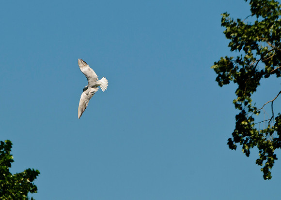 Caspian Tern