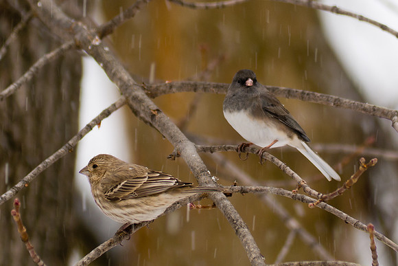 House Finch