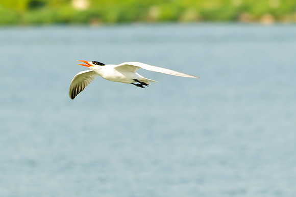 Caspian Tern; Indian Lake Old Field Beach.