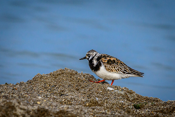 Ruddy Turnstone