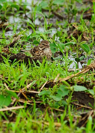 Vesper Sparrow; Shelby County Ohio