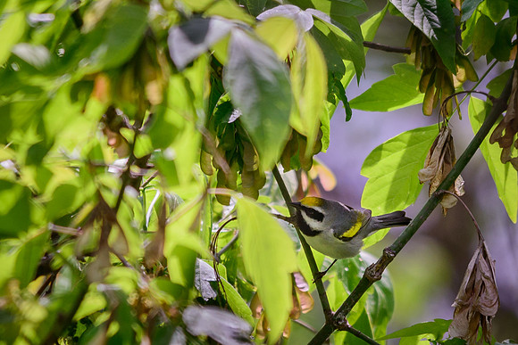 Golden-winged Warbler