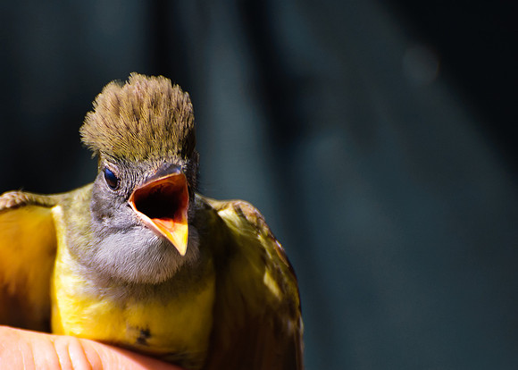 Great Creasted Flycatcher; Magee Marsh Ohio