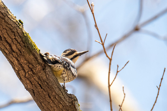 Yellow-bellied Sapsucker