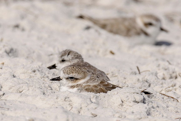 Snowy Plover