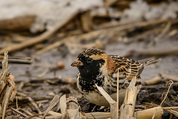 Lapland Longspur
