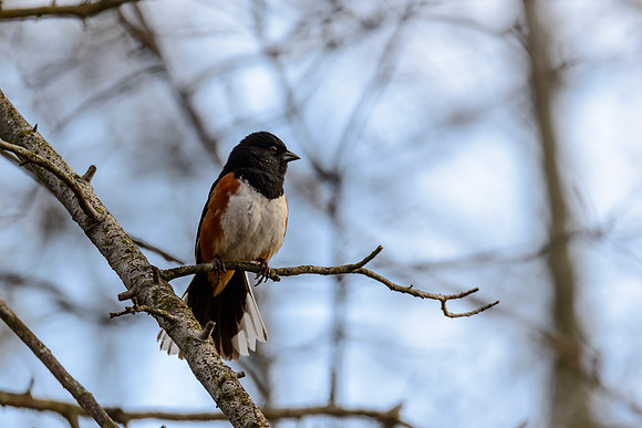 Eastern Towhee