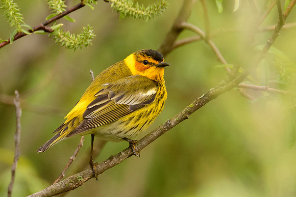 Cape May Warbler