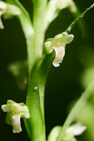 Northern Tubercled Orchid