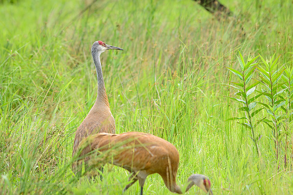Sandhill Crane Pair