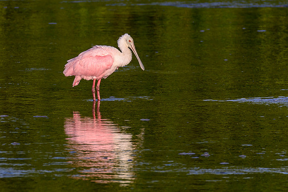 Roseate Spoonbill