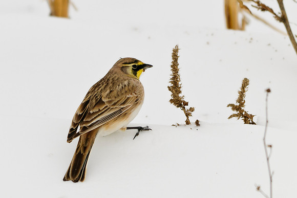 Horned Lark