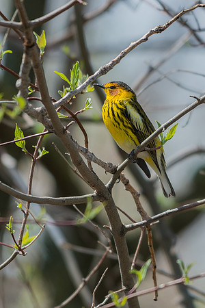 Cape May Warbler