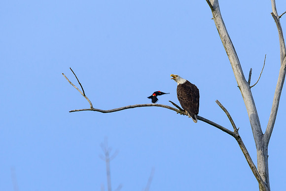 Bald Eagle