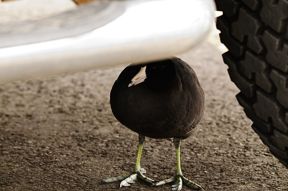 American Coot; Wal-Mart parking lot, Kenton OH