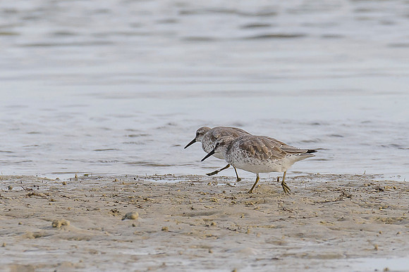 Red Knot