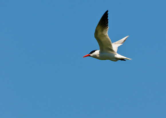 Caspian Tern