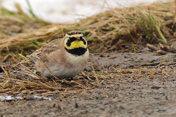Horned Lark