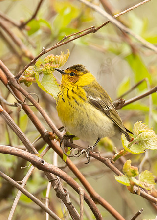 Cape May Warbler