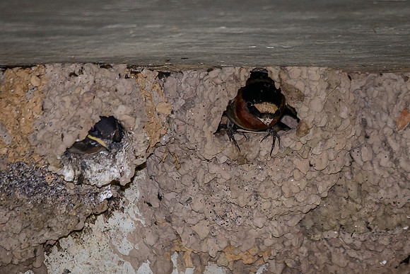 Baby Cliff Swallows