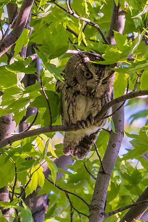 Eastern Screech Owl